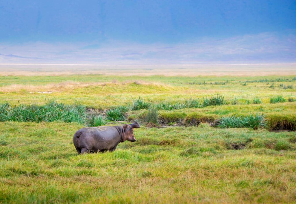 Black-mammal-on-grassy-field-in-daylight-1024x707 Why Do Hippos Spray Their Poop? Nature’s Oddest Tail Trick