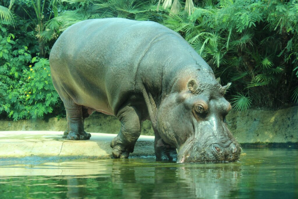 Brown-rhinoceros-standing-in-shallow-water-under-sunlight-1024x683 Why Do Hippos Spray Their Poop? Nature’s Oddest Tail Trick
