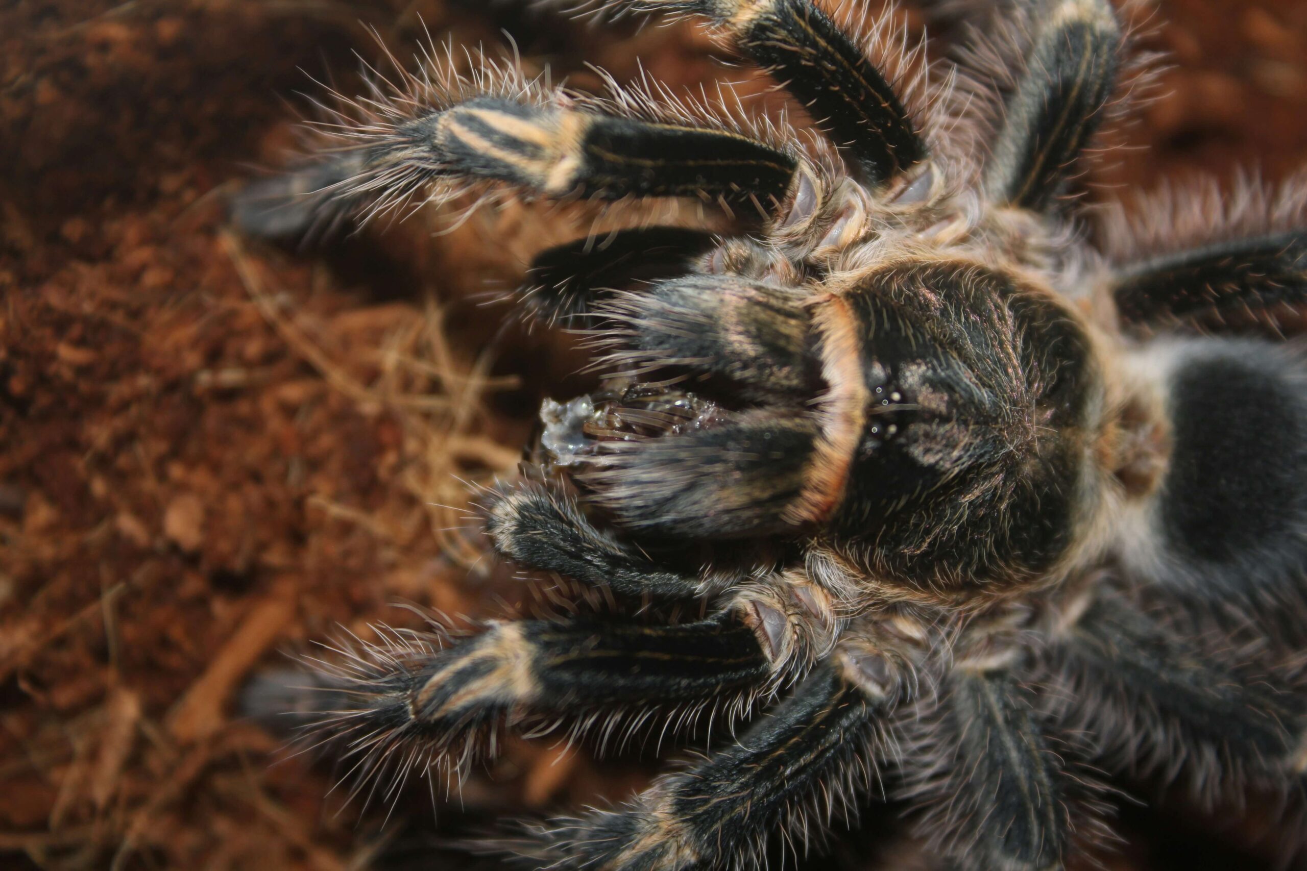 Cobalt blue tarantula bite close-up with vivid leg color