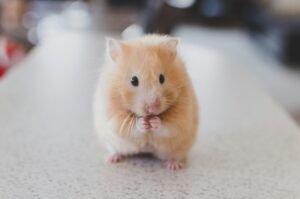 Do mice have bones? Yes — over 200 of them. Learn how their skeleton makes them flexible enough to squeeze through tiny spaces and survive underground.