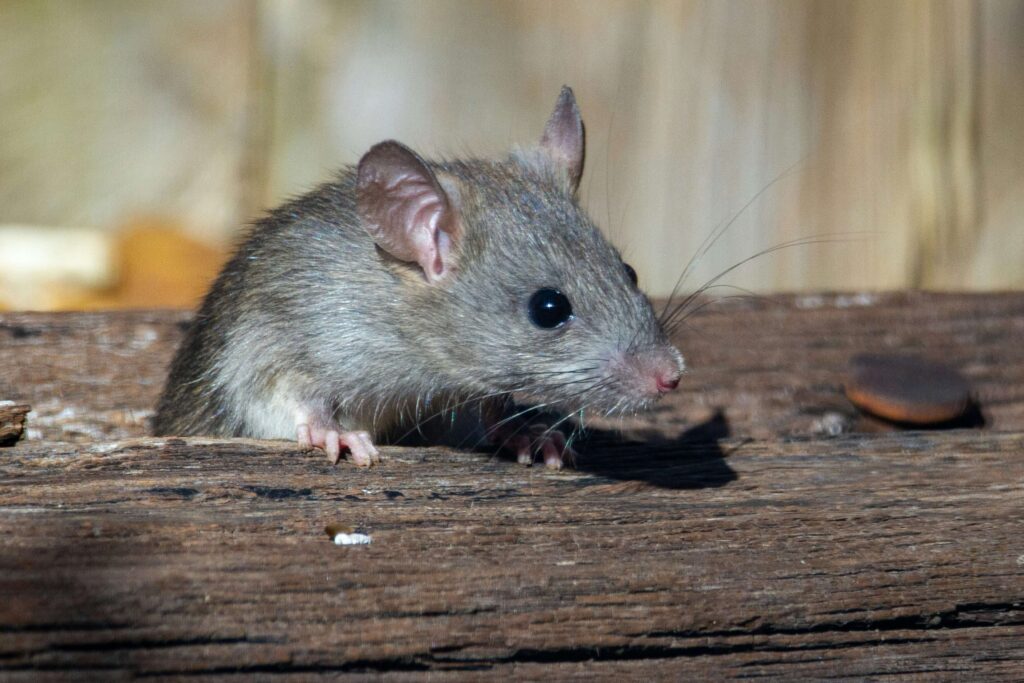 Mouse-squeezing-through-a-gap-using-its-flexible-skeleton-1024x683 Do Mice Have Bones? Inside Their Flexible Skeleton