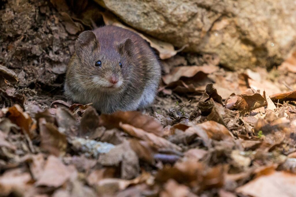 Rodent-with-flexible-bones-squeezing-through-a-small-hole-1024x683 Do Mice Have Bones? Inside Their Flexible Skeleton