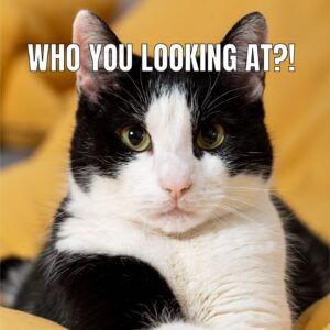 Sad Cat Meme with crying face and thumbs up pose