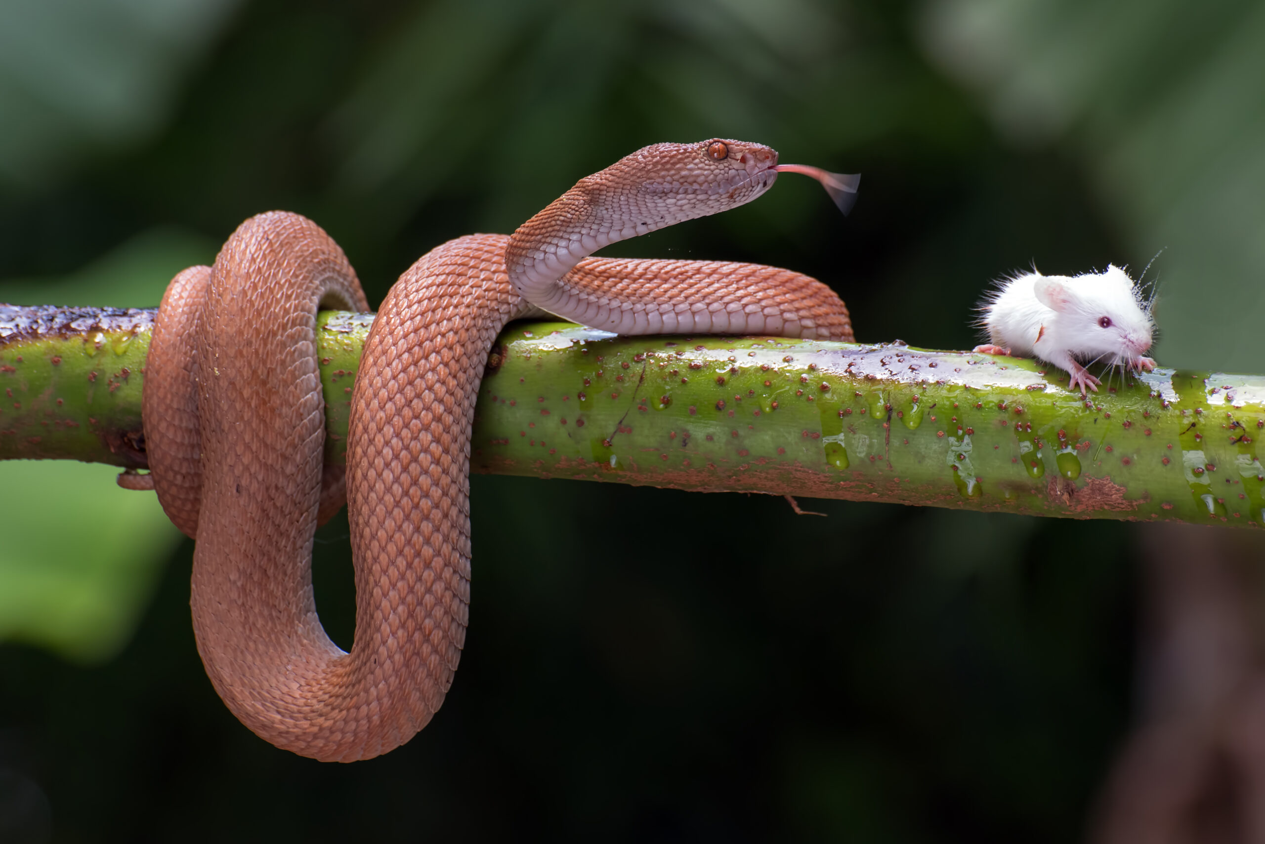 What Eats Snakes Full List of Animals That Hunt and Eat Snakes