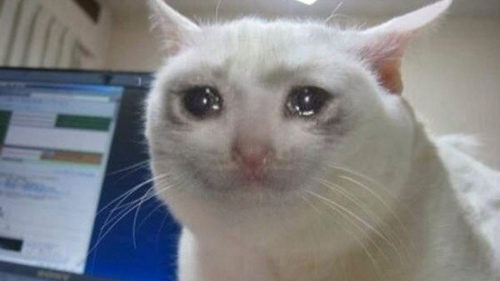sad-kitten-with-teary-eyes-looking-up Sad Cat Meme Explained: Why Everyone Relates to This Crying Kitty