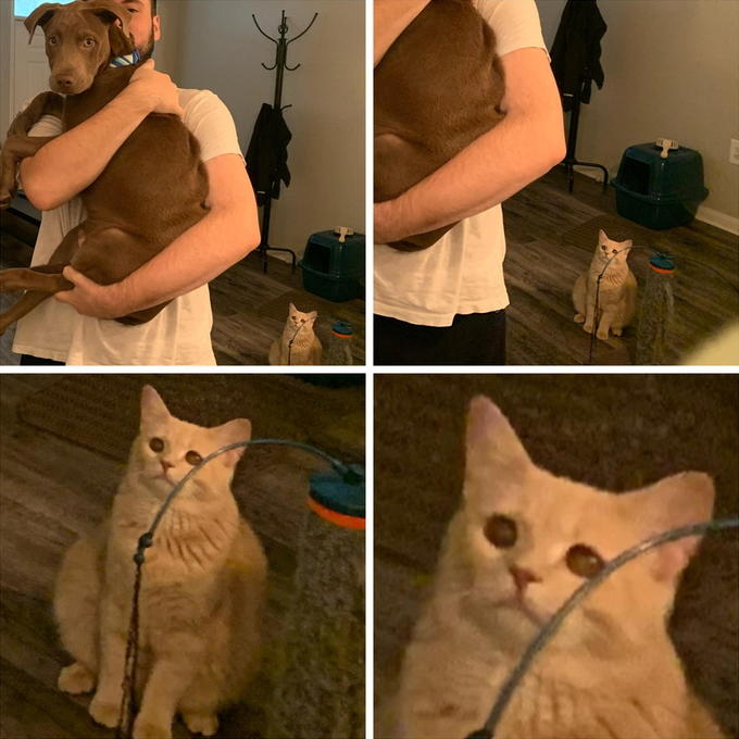 wet-shower-cat-meme-with-depressed-expression Sad Cat Meme Explained: Why Everyone Relates to This Crying Kitty