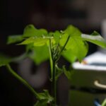 Cyanobacteria engineered for boosting photosynthesis for carbon capture