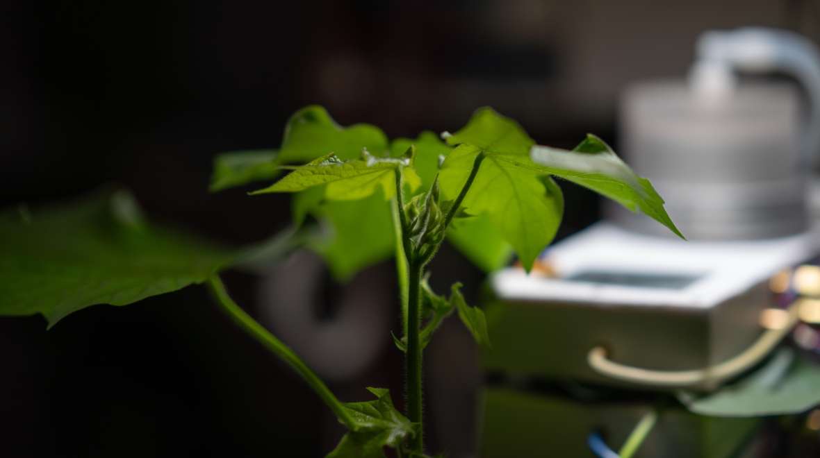 Cyanobacteria engineered for boosting photosynthesis for carbon capture