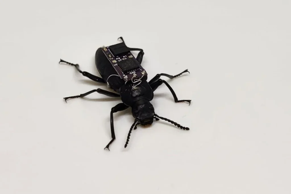 Cyborg-darkling-beetle-wearing-a-microchip-control-backpack-1024x682 Cyborg Insects: How Beetles Could Save Lives in Disaster Zones